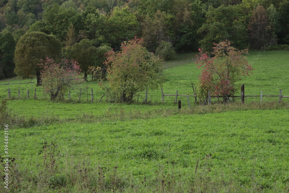 field and trees field and trees