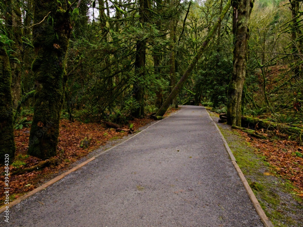 Fall colors in the rainforest in Goldstream park, Victoria BC, Vancouver Island