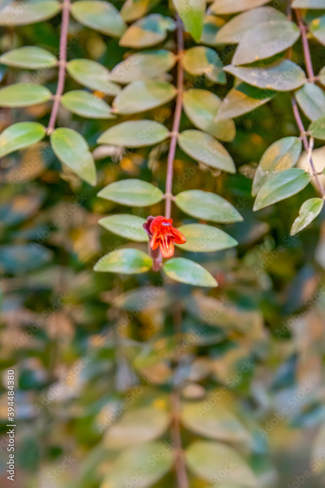 Bright autumn flower bloomed in a botanical garden Bright autumn flower bloomed in a botanical garden