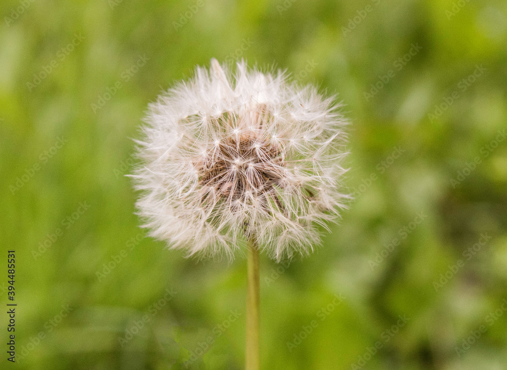 Naklejka premium dandelion