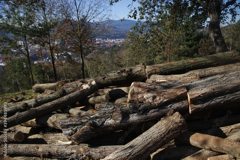 Logs cut in the countryside Logs cut in the countryside