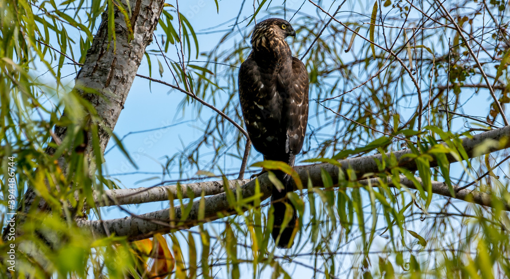 Shadow Creek Red Tail Shadow Creek Red Tail