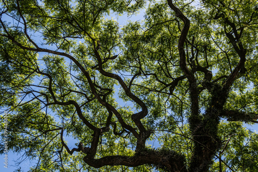 Naklejka premium Hojas en Árboles Verano Otoño, Palermo Buenos Aires Argentina