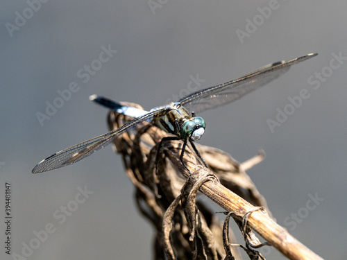 white-tailed skimmer on brown dead plant 1 photo