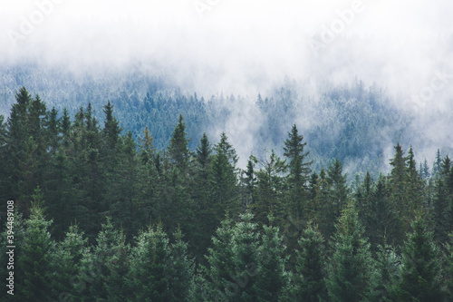 Fog and forest at Bohemian forest, Czech republic