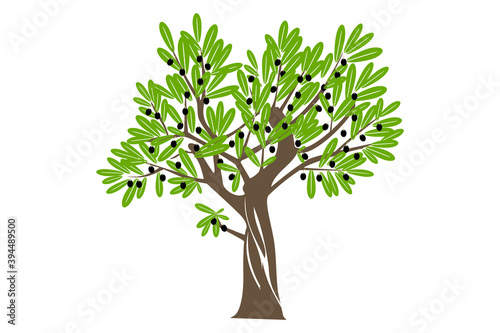 Green olive tree and black olives on tree