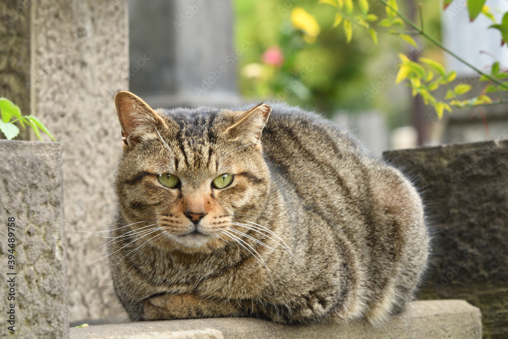 Brown tabby cat that curls up outdoors.