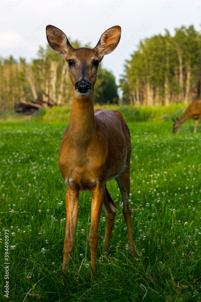 Fototapeta premium A vertical shot of brown deer looking at the camera on greenfield