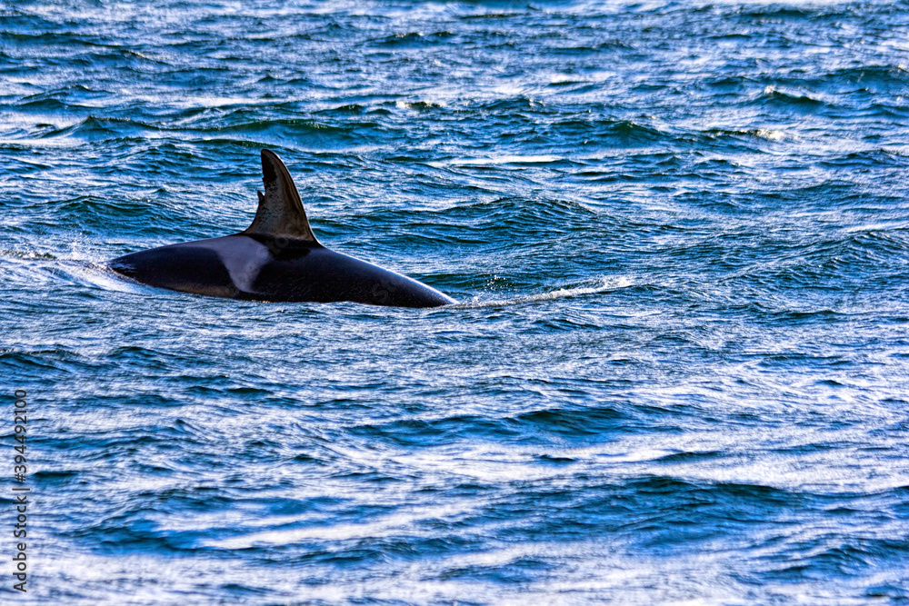 Obraz premium Killer Whale