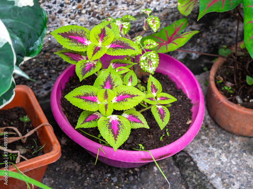 Coleus scutellarioides, Plant with Green Leaves Mixed with Fuccia Inside in a Pot of the Same Color photo