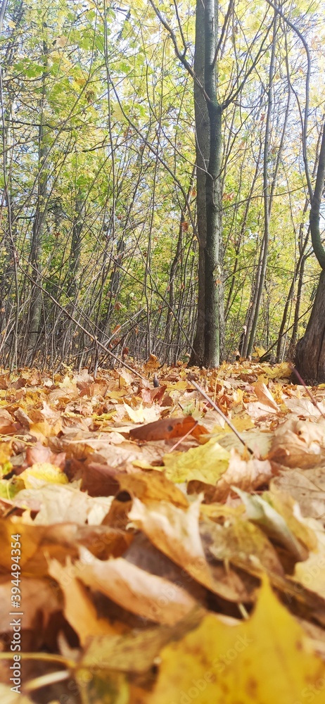 autumn in the forest
