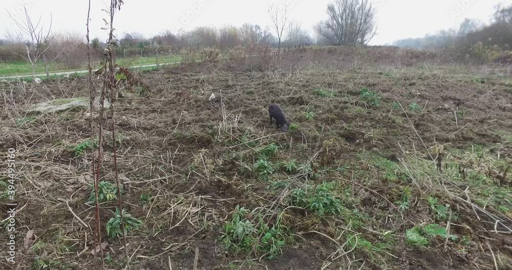 Black pigs in a fenced field, a special breed of pig. They dig the ground with little pigs.
Black pigs in a fenced field, a special breed of pig. They dig the ground with little pigs.