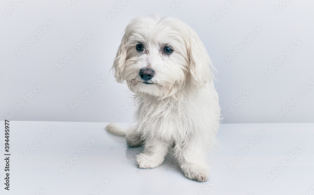 Adorable dog over isolated white background. Adorable dog over isolated white background.