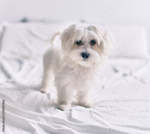 Adorable white dog at bed.