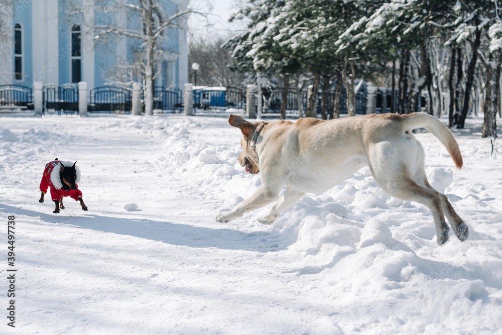 Labrador retriever plays in deep snow in the park. The dog is having fun in the winter park on a bright day. Labrador runs and jumps in the snow among white trees. Pets and activities concept. Labrador retriever plays in deep snow in the park. The dog is having fun in the winter park on a bright day. Labrador runs and jumps in the snow among white trees. Pets and activities concept.