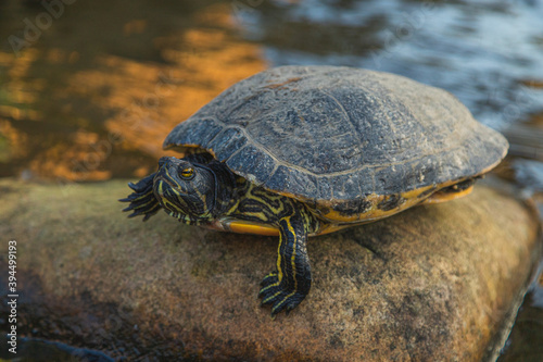 Turtle on a rock by the water