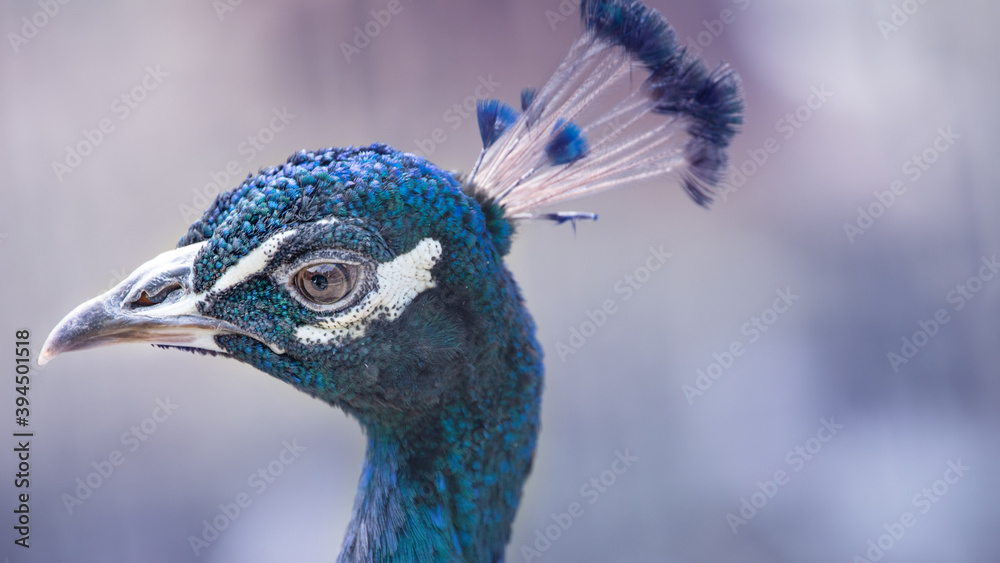 Blue peacock head close-up portrait, selective focus. Blue peacock head close-up portrait, selective focus.