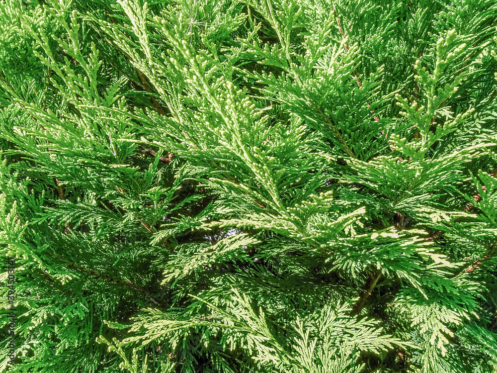Twigs of evergreen thuja tree. Suitable for background