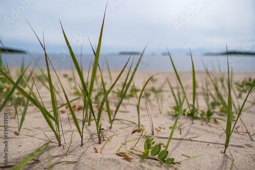 Fototapeta Naklejka Na Ścianę i Meble -  Green grass on a sandy beach, against the background of a lake and sky, on a summer day. Bottom view.