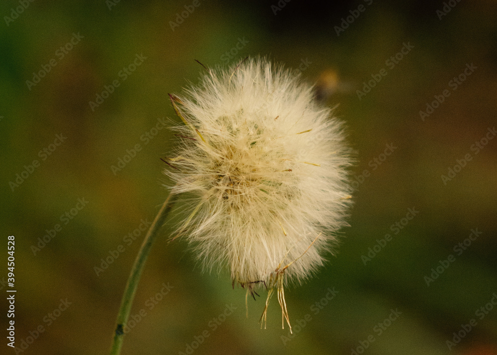 Fototapeta premium dandelion seed head