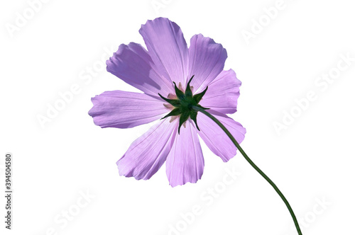 Cosmeya  Cosmos  purple on white isolated background close up