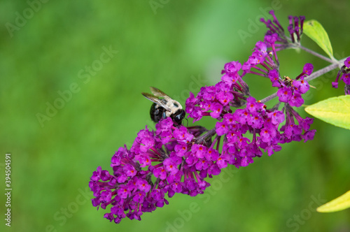 Bee on Butterfly bush