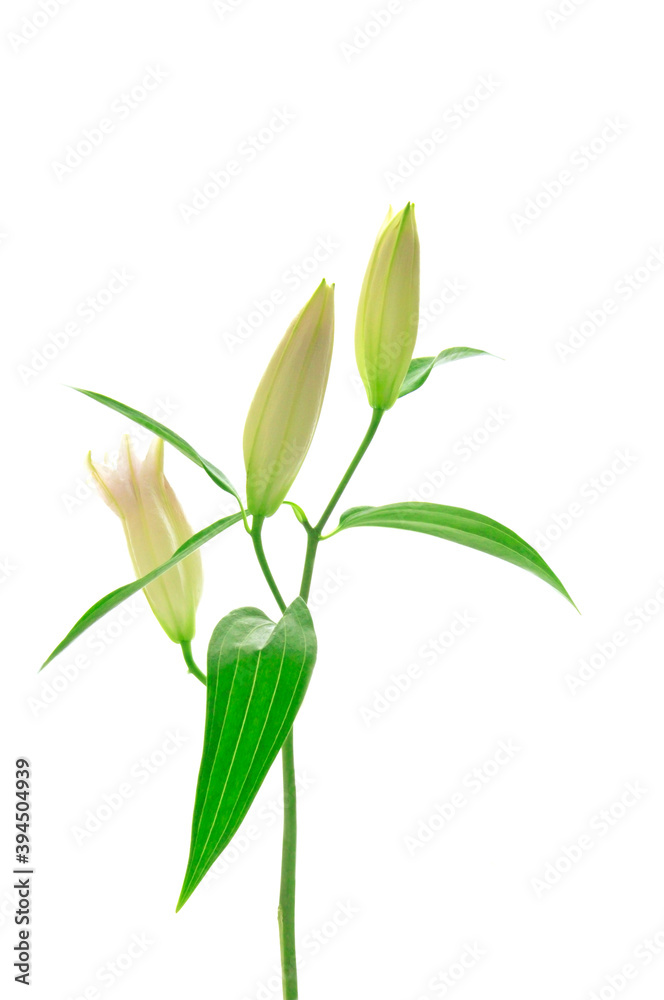 Fototapeta premium White lily buds (Liliaceae) with green leaves on white isolated background close up