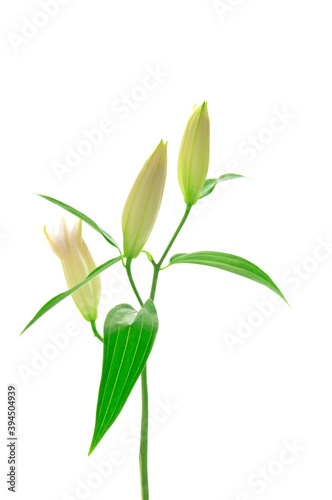 White lily buds (Liliaceae) with green leaves on white isolated background close up