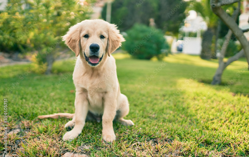 Beautiful and cute golden retriever puppy dog having fun at the park sitting on the green grass. Lovely labrador purebred doggy Beautiful and cute golden retriever puppy dog having fun at the park sitting on the green grass. Lovely labrador purebred doggy