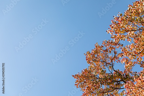 (東京都ｰ風景パノラマ)青空と紅葉する木々３