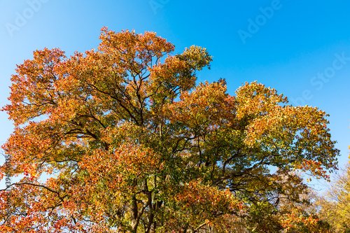 (東京都ｰ風景パノラマ)青空と紅葉する木々１