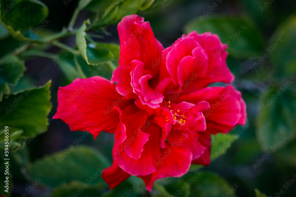 Obraz premium Christmas Colors