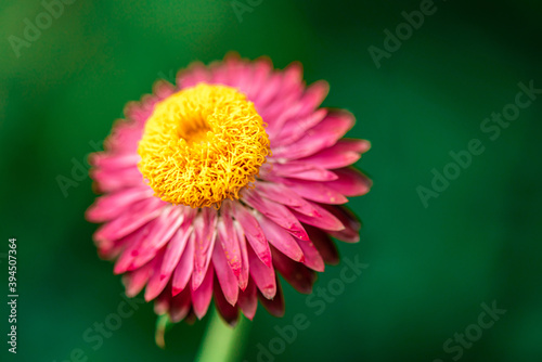 macro nature shot of Everlasting  Straw flower focus on pollen