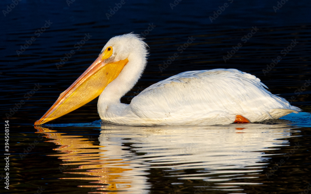 American white pelican, seen in the wild in North California American white pelican, seen in the wild in North California