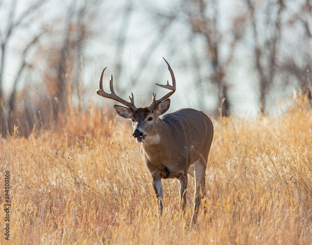 White-tailed buck running through tall grass White-tailed buck running through tall grass
