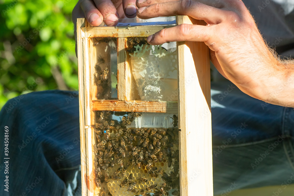 beekeeper looks at bee in box in apiary. Extracting honey from the behive. To hive a swarm, to make increase from a colony, make up nucleus, rearing, rotating brood, to run a bee-yard