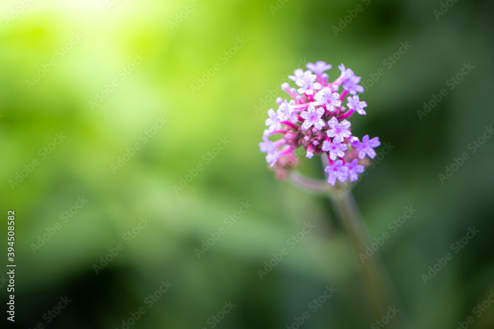 The background image of the colorful flowers The background image of the colorful flowers