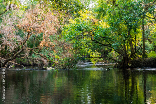 Rose Colored Tree overhanging the River