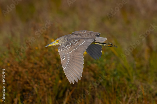 very young black-crowned night heron flying , seen in the wild in North California