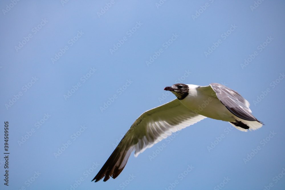 Fototapeta premium In flight seagull