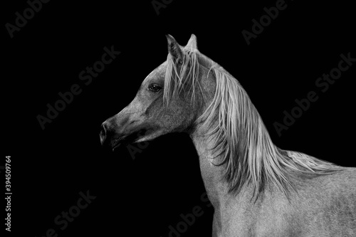 Arabian Horse Beauty in Saudi Arabia