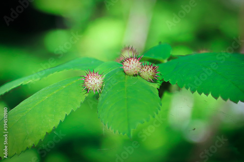 Spiky gall growths on a wild rose bush