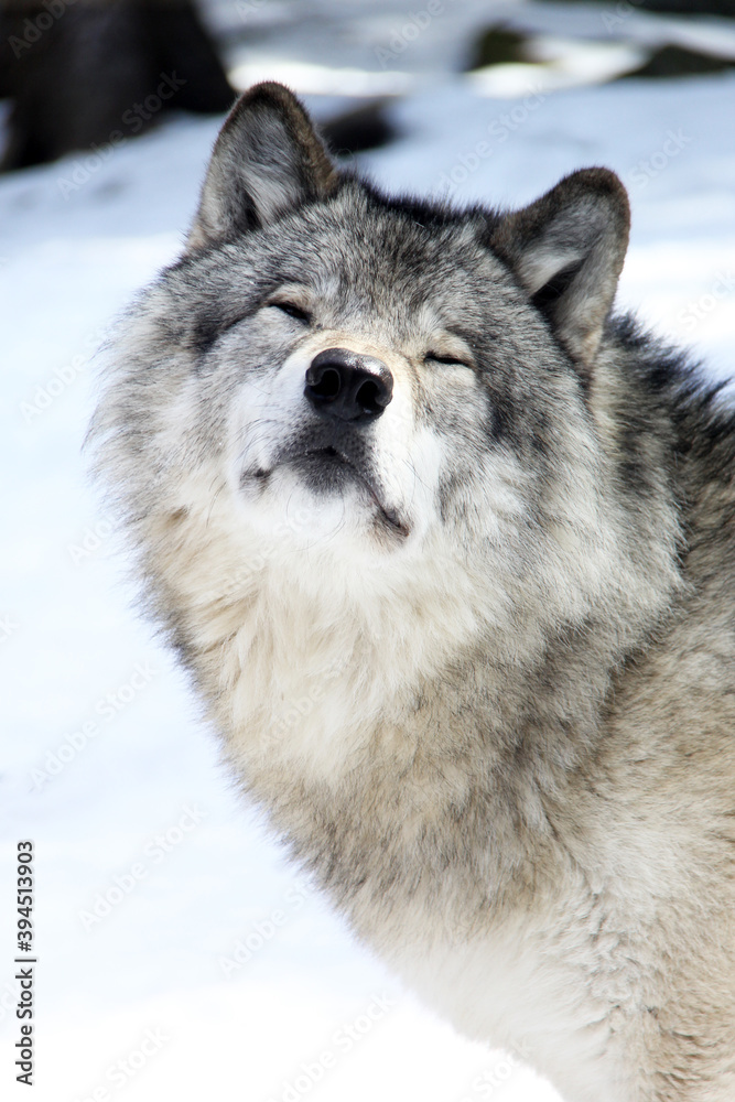 wolf in snow