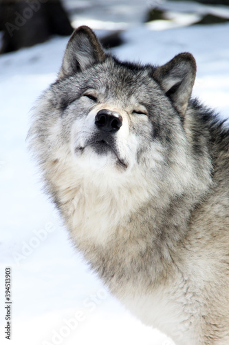 wolf in snow © SofotoCool