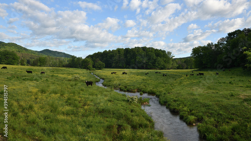 "The Cows Have Eyes" ealy morning cows grazing a pasture along a mountain creek Raw unprocessed image ZDS Photos