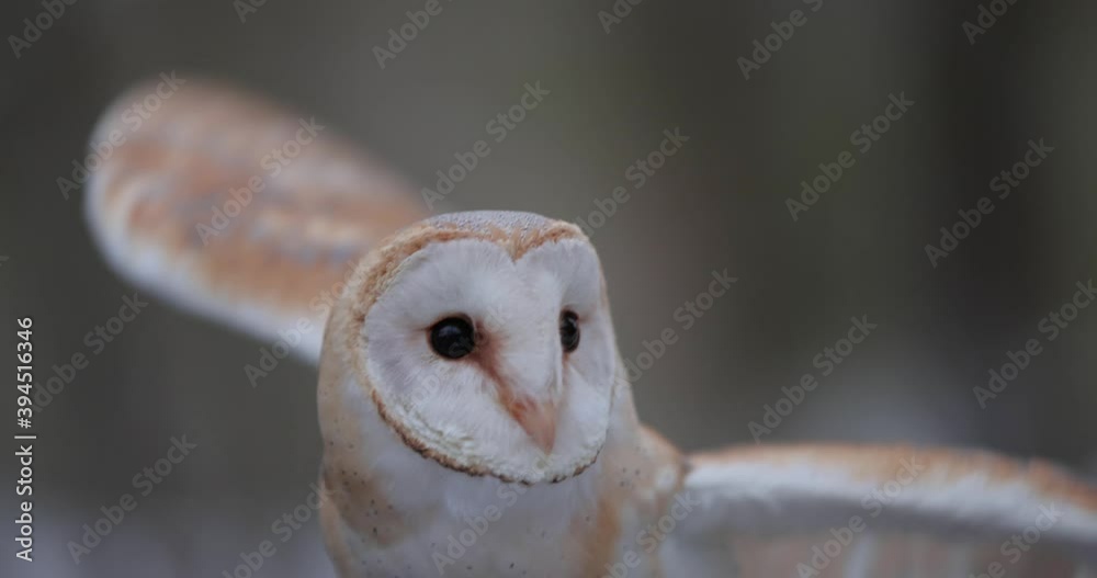 Wild barn owl flaps his wings in slow motion, 4k at 120fps