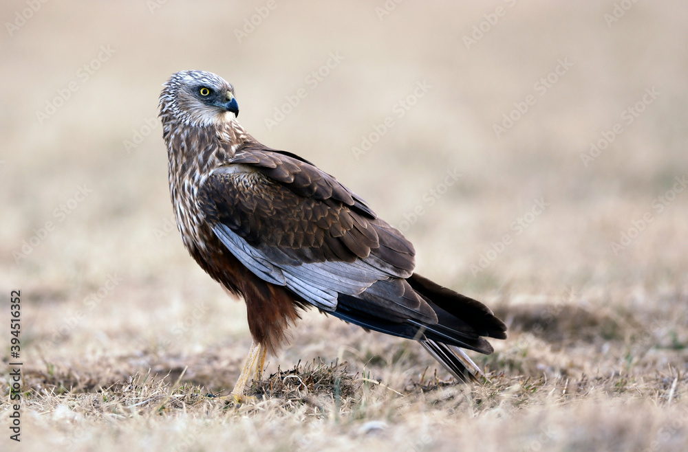 Western Marsh harrier ( Circus aeruginosus ) - male Western Marsh harrier ( Circus aeruginosus ) - male