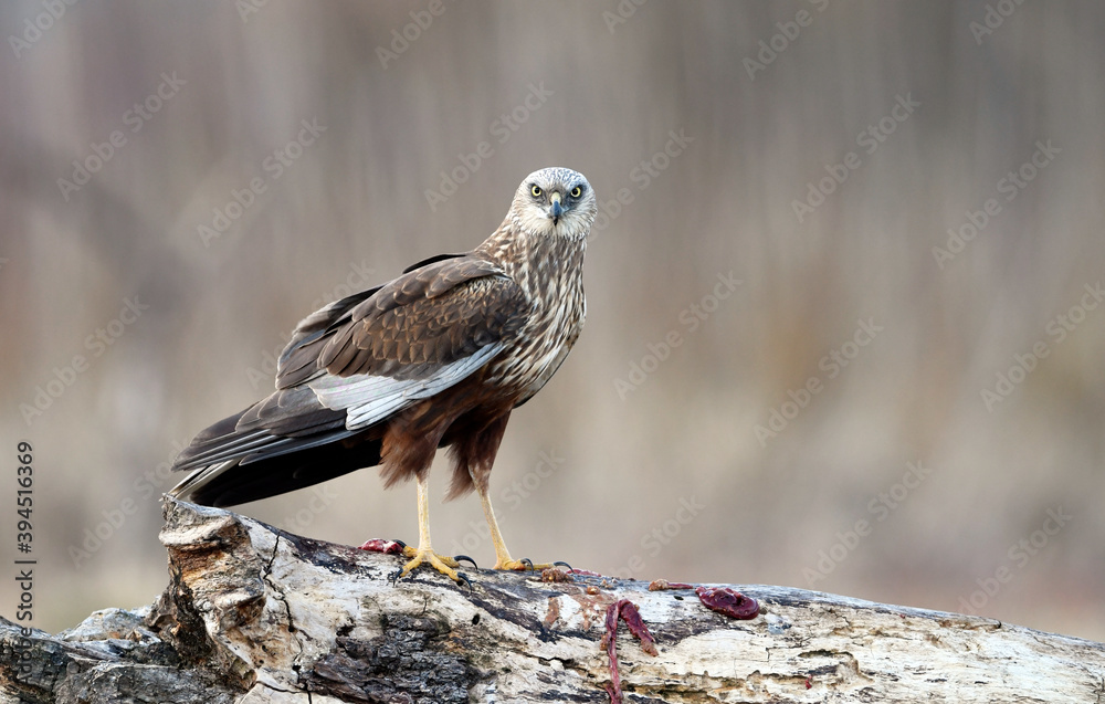 Fototapeta premium Western Marsh harrier ( Circus aeruginosus ) - male