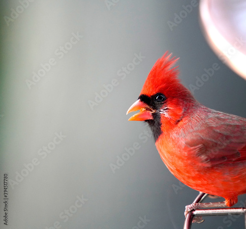 cardinal  © Aaron
