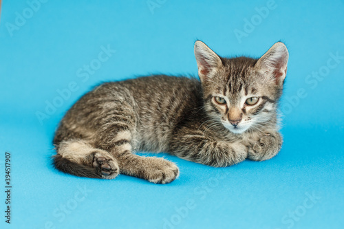 Kitten on a blue background. Fluffy cat. Cozy pet